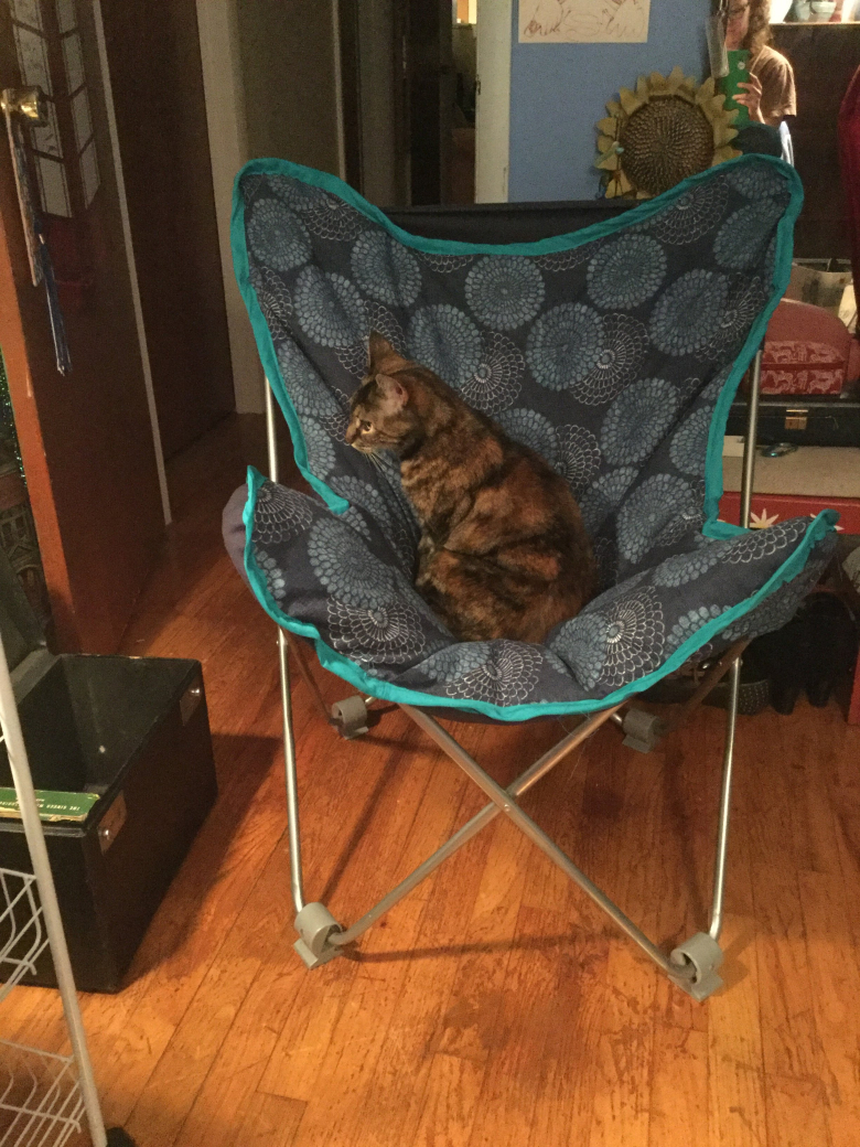 Brown, black, and red tortoisehsell cat sitting in newly finished blue butterfly chair
