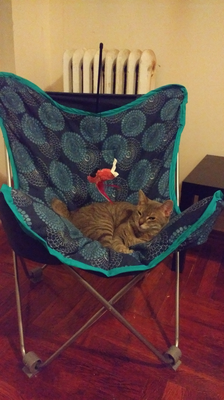 Gray cat half sleeping (very content) in a blue butterfly chair